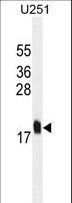 MCFD2 Antibody - MCFD2 Antibody western blot of U251 cell line lysates (35 ug/lane). The MCFD2 antibody detected the MCFD2 protein (arrow).