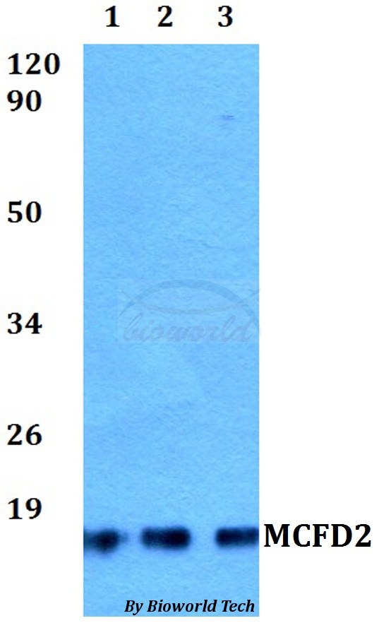 MCFD2 Antibody - Western blot of MCFD2 antibody at 1:500 dilution. Lane 1: HEK293T whole cell lysate. Lane 2: A549 whole cell lysate. Lane 3: PC12 whole cell lysate.