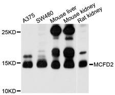 MCFD2 Antibody - Western blot analysis of extracts of various cell lines.