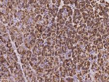 MCFD2 Antibody - Immunochemical staining of human MCFD2 in human pancreas with rabbit polyclonal antibody at 1:100 dilution, formalin-fixed paraffin embedded sections.