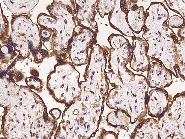 MCFD2 Antibody - Immunochemical staining of human MCFD2 in human placenta with rabbit polyclonal antibody at 1:100 dilution, formalin-fixed paraffin embedded sections.