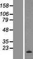 MCFD2 Protein - Western validation with an anti-DDK antibody * L: Control HEK293 lysate R: Over-expression lysate