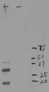 mCherry Antibody - Blot of crude extract of HEK293 cells transfected with pFin-EF1-mCherry vector in lane labeled +. The - lane is a blot of an equal amount of protein extract from untransfected HEK293 cells. mCherry antibody binds a major band running at ~28kDa corresponding to intact full-length mCherry. The two other bands are clearly processed forms of mCherry as they are not present in non-transfected HEK293 cells.