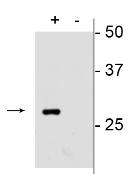 mCherry Antibody - Western blot of mCherry transfected HEK293 cell lysate (+) showing specific immunolabeling of the ~28 kDa mCherry protein. Labeling is absent in the untransfected lysate (-). Click here to view our Western blotting and lysate preparation protocols.