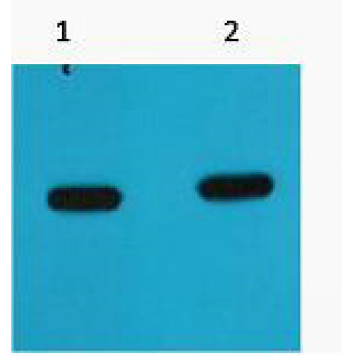 mCherry Antibody - Western blot of mCherry antibody