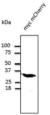mCherry Antibody - Western blot. Anti-mCherry antibody at 1:1000 dilution. 293 cells transfected with myc-mCherry. Lysates at 100 ug per lane. Rabbit polyclonal to goat IgG (HRP) at 1:10000 dilution.