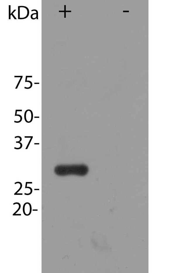 mCherry Antibody - Blot of HEK293 cells transfected with pFin-EF1-mCherry vector, in the lane marked plus. HEK293 cells which were not transfected with this vector show no protein band in lane marked minus.