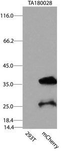 mCherry Antibody - HEK293T cells were transfected with the pCMV6-ENTRY control. (Left lane) or pCMV6-ENTRY mCherry. (Right lane) cDNA for 48 hrs and lysed. Equivalent amounts of cell lysates. (5 ug per lane) were separated by SDS-PAGE and immunoblotted with anti-mCherry  1:2000).