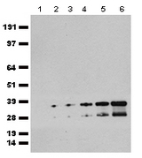 mCherry Antibody - HEK293T cells were transfected with the pCMV6-ENTRY mCherry cDNA and the cell lysates were collected after 48 hours. 0ug, 0.5ug, 1ug, 2ug, 4ug, 8ug of lysates. (lane 1 to lane 6 respectively) were separated by SDS-PAGE and immunoblotted with Chicken mCherry polyclonal antibody  at 1:5000.
