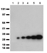 mCherry Antibody - HEK293T cells were transfected with the pCMV6-ENTRY mCherry cDNA and the cell lysates were collected after 48 hours. 0ug, 0.5ug, 1ug, 2ug, 4ug, 8ug of lysates. (lane 1 to lane 6 respectively) were separated by SDS-PAGE and immunoblotted with Goat mCherry polyclonal antibody  at 1:5000.