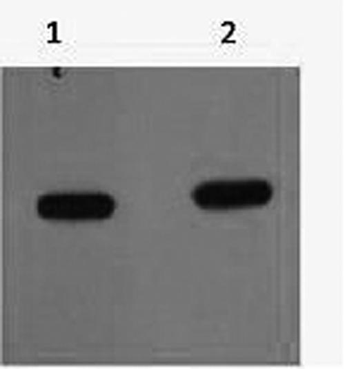 mCherry Antibody - Western Blot analysis of mCherry recombinant protein using mCherry Monoclonal Antibody at dilution of 1) 1:5000 2) 1:10000.