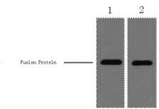 mCherry Tag Antibody - Western Blot analysis of 1ug mCherry fusion protein using mCherry-Tag Monoclonal Antibody at dilution of 1) 1:5000, 2) 1:10000.