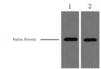 mCherry Tag Antibody - Western Blot analysis of 1ug mCherry fusion protein using mCherry-Tag Monoclonal Antibody at dilution of 1) 1:5000, 2) 1:10000.