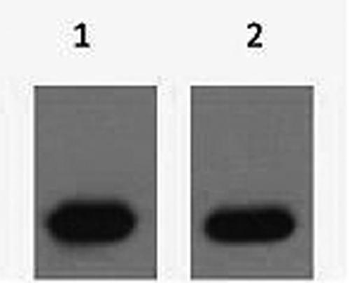 mCherry Tag Antibody - Western Blot analysis of mCherry recombinant protein using mCherry-Tag Polyclonal Antibody at dilution of 1) 1:5000 2) 1:1000.