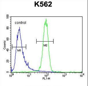 MCHR1 Antibody - MCHR1 Antibody flow cytometry of K562 cells (right histogram) compared to a negative control cell (left histogram). FITC-conjugated goat-anti-rabbit secondary antibodies were used for the analysis.