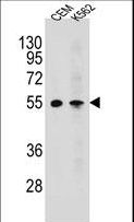 MCHR1 Antibody - MCHR1 Antibody western blot of CEM,K562 cell line lysates (35 ug/lane). The MCHR1 antibody detected the MCHR1 protein (arrow).