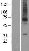 MCHR1 Protein - Western validation with an anti-DDK antibody * L: Control HEK293 lysate R: Over-expression lysate