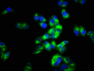 MCHR2 Antibody - Immunofluorescence staining of Hela cells with MCHR2 Antibody at 1:66, counter-stained with DAPI. The cells were fixed in 4% formaldehyde, permeabilized using 0.2% Triton X-100 and blocked in 10% normal Goat Serum. The cells were then incubated with the antibody overnight at 4°C. The secondary antibody was Alexa Fluor 488-congugated AffiniPure Goat Anti-Rabbit IgG(H+L).