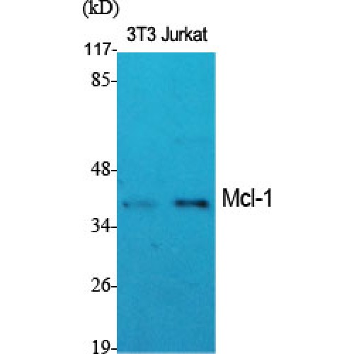 MCL1 / MCL 1 Antibody - Western blot of Mcl-1 antibody