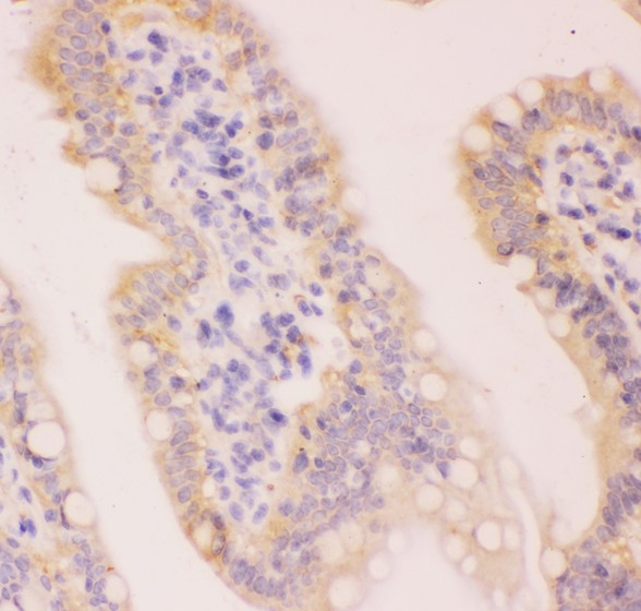 MCL1 / MCL 1 Antibody - MCL1 antibody IHC-paraffin: Rat Intestine Tissue.