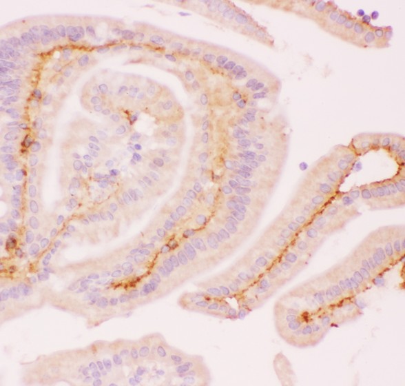 MCL1 / MCL 1 Antibody - MCL1 antibody IHC-paraffin: Mouse Intestine Tissue.