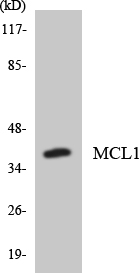 MCL1 / MCL 1 Antibody - Western blot analysis of the lysates from HT-29 cells using MCL1 antibody.