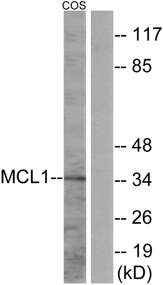 MCL1 / MCL 1 Antibody - Western blot analysis of lysates from COS7 cells, using MCL1 Antibody. The lane on the right is blocked with the synthesized peptide.
