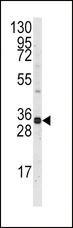 MCL1 / MCL 1 Antibody - Western blot of anti-Mcl-1 BH3 Domain antibody in Ramos cell line lysates (35 ug/lane). Mcl-1-BH3(arrow) was detected using the purified antibody.