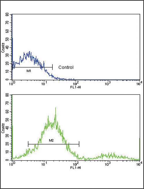 MCL1 / MCL 1 Antibody - Flow cytometric of ZR-75-1 cells using MCL1 Antibody (BH3 Domain Specific)(bottom histogram) compared to a negative control cell (top histogram). FITC-conjugated goat-anti-rabbit secondary antibodies were used for the analysis.