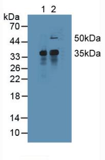 MCL1 / MCL 1 Antibody - Western Blot; Lane1: Mouse Liver Tissue; Lane2: Mouse Spleen Tissue.