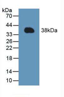 MCL1 / MCL 1 Antibody - Western Blot; Sample: Recombinant MCL1, Mouse.