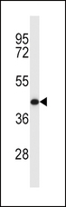 MCL1 / MCL 1 Antibody - MCL1 Antibody western blot of Y79 cell line lysates (35 ug/lane). The MCL1 antibody detected the MCL1 protein (arrow).