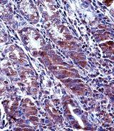 MCL1 / MCL 1 Antibody - MCL1 Antibody immunohistochemistry of formalin-fixed and paraffin-embedded human stomach tissue followed by peroxidase-conjugated secondary antibody and DAB staining.