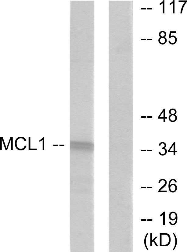 MCL1 / MCL 1 Antibody - Western blot analysis of lysates from HUVEC cells, using MCL1 Antibody. The lane on the right is blocked with the synthesized peptide.