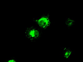 MCL1 / MCL 1 Antibody - Anti-MCL1 mouse monoclonal antibody  immunofluorescent staining of COS7 cells transiently transfected by pCMV6-ENTRY MCL1.