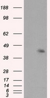 MCL1 / MCL 1 Antibody - HEK293T cells were transfected with the pCMV6-ENTRY control (Left lane) or pCMV6-ENTRY MCL1 (Right lane) cDNA for 48 hrs and lysed. Equivalent amounts of cell lysates (5 ug per lane) were separated by SDS-PAGE and immunoblotted with anti-MCL1.