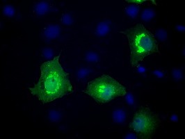 MCL1 / MCL 1 Antibody - Anti-MCL1 mouse monoclonal antibody  immunofluorescent staining of COS7 cells transiently transfected by pCMV6-ENTRY MCL1.