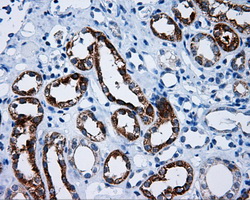 MCL1 / MCL 1 Antibody - IHC of paraffin-embedded Kidney tissue using anti-MCL1 mouse monoclonal antibody. (Dilution 1:50).