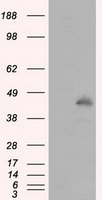 MCL1 / MCL 1 Antibody - HEK293T cells were transfected with the pCMV6-ENTRY control (Left lane) or pCMV6-ENTRY MCL1 (Right lane) cDNA for 48 hrs and lysed. Equivalent amounts of cell lysates (5 ug per lane) were separated by SDS-PAGE and immunoblotted with anti-MCL1.