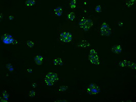 MCL1 / MCL 1 Antibody - Immunofluorescent staining of HepG2 cells using anti-MCL1 mouse monoclonal antibody.