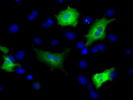 MCL1 / MCL 1 Antibody - Anti-MCL1 mouse monoclonal antibody  immunofluorescent staining of COS7 cells transiently transfected by pCMV6-ENTRY MCL1.