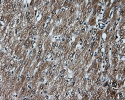 MCL1 / MCL 1 Antibody - IHC of paraffin-embedded liver tissue using anti-MCL1 mouse monoclonal antibody. (Dilution 1:50).