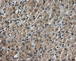 MCL1 / MCL 1 Antibody - IHC of paraffin-embedded liver tissue using anti-MCL1 mouse monoclonal antibody. (Dilution 1:50).