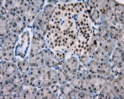 MCL1 / MCL 1 Antibody - IHC of paraffin-embedded pancreas tissue using anti-MCL1 mouse monoclonal antibody. (Dilution 1:50).