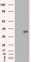 MCL1 / MCL 1 Antibody - HEK293T cells were transfected with the pCMV6-ENTRY control (Left lane) or pCMV6-ENTRY MCL1 (Right lane) cDNA for 48 hrs and lysed. Equivalent amounts of cell lysates (5 ug per lane) were separated by SDS-PAGE and immunoblotted with anti-MCL1.