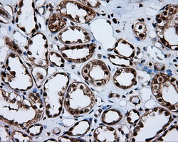 MCL1 / MCL 1 Antibody - Immunohistochemical staining of paraffin-embedded Kidney tissue using anti-MCL1 mouse monoclonal antibody. (Dilution 1:50).