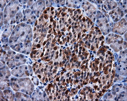 MCL1 / MCL 1 Antibody - Immunohistochemical staining of paraffin-embedded pancreas tissue using anti-MCL1 mouse monoclonal antibody. (Dilution 1:50).