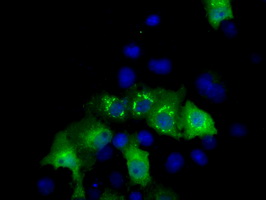 MCL1 / MCL 1 Antibody - Anti-MCL1 mouse monoclonal antibody  immunofluorescent staining of COS7 cells transiently transfected by pCMV6-ENTRY MCL1.