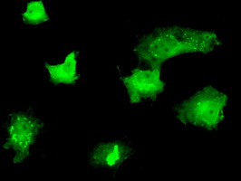 MCL1 / MCL 1 Antibody - Anti-MCL1 mouse monoclonal antibody  immunofluorescent staining of COS7 cells transiently transfected by pCMV6-ENTRY MCL1.