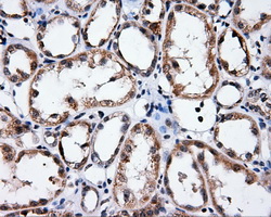 MCL1 / MCL 1 Antibody - IHC of paraffin-embedded Kidney tissue using anti-MCL1 mouse monoclonal antibody. (Dilution 1:50).